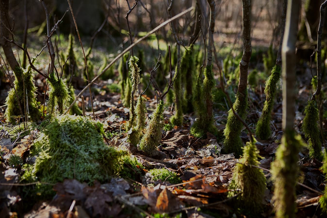 Dejligt naturbillede af en skovbund