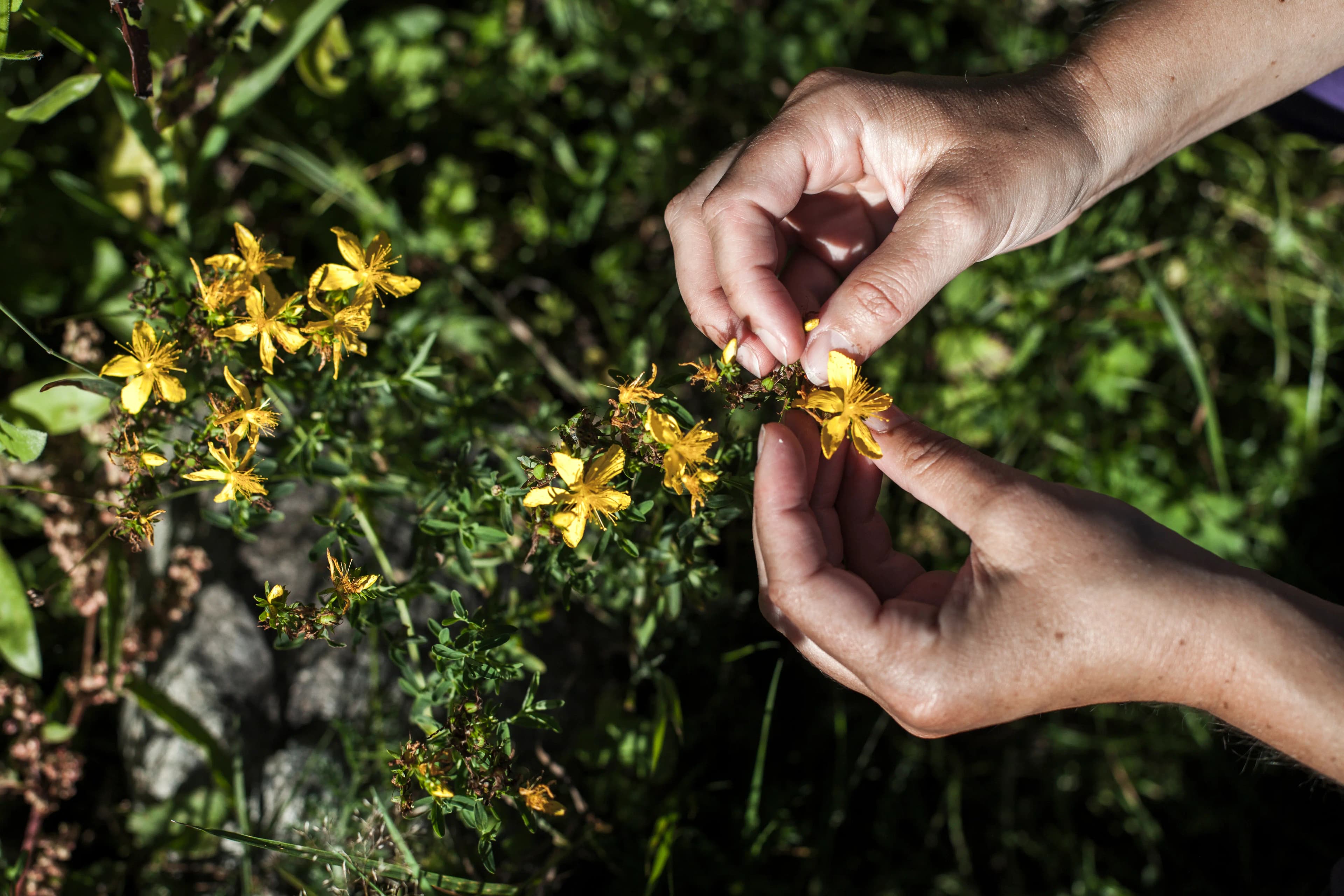 Hænder som plukker små gule blomster