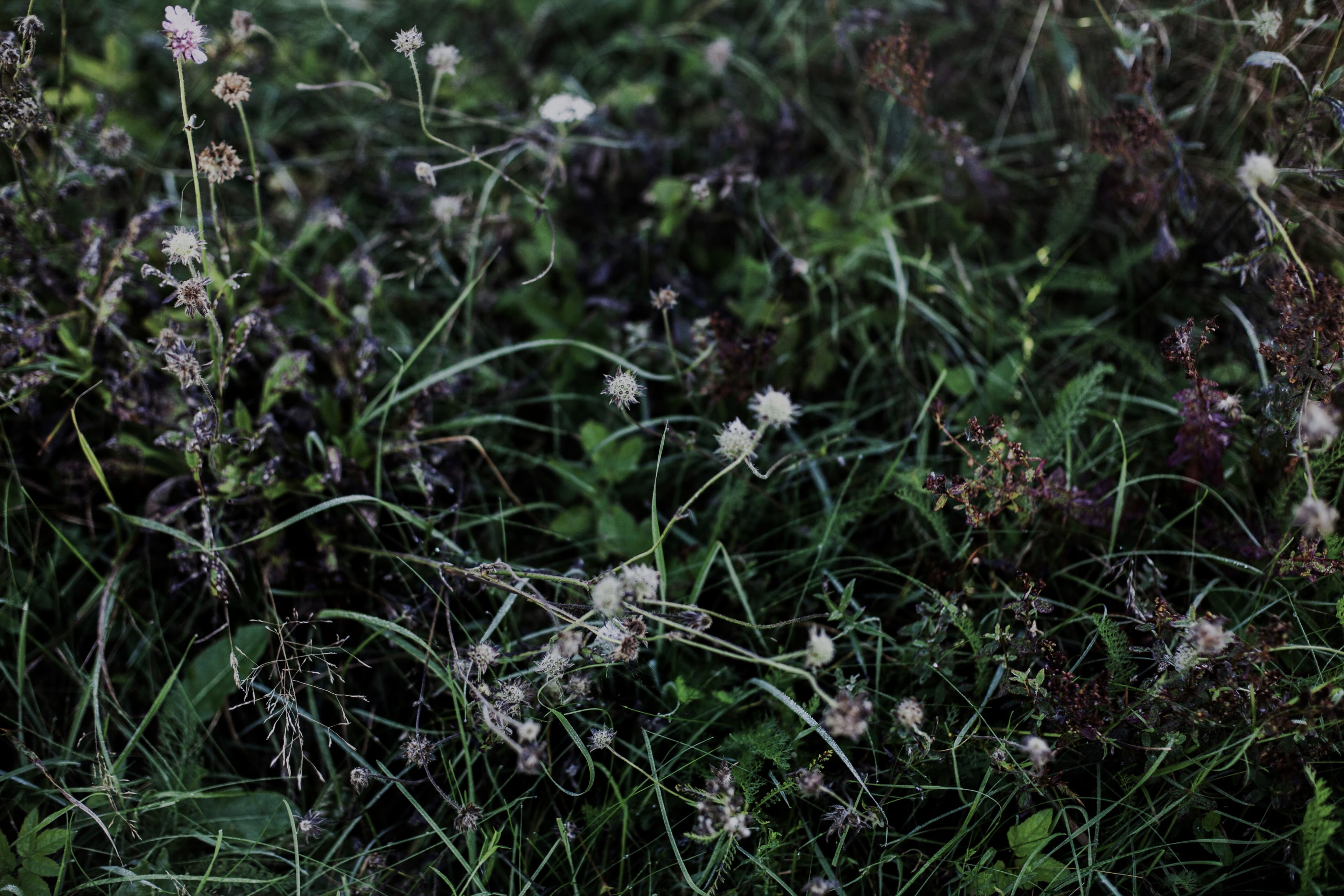 En vildmarksbund med interessante blomstre på en mørk baggrund