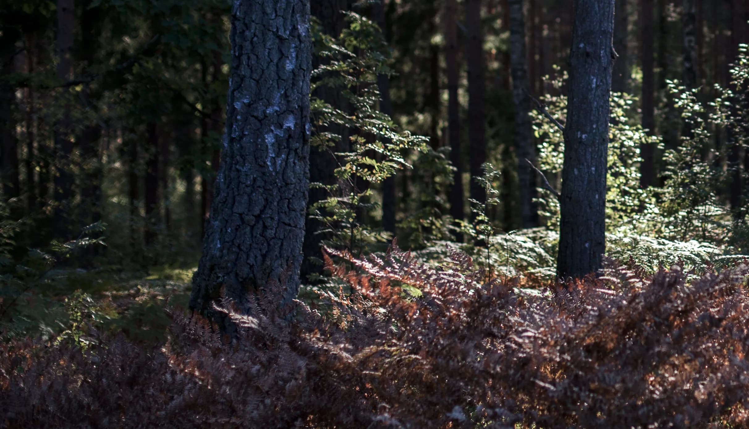 En mørk skov i efteråret som baggrunden